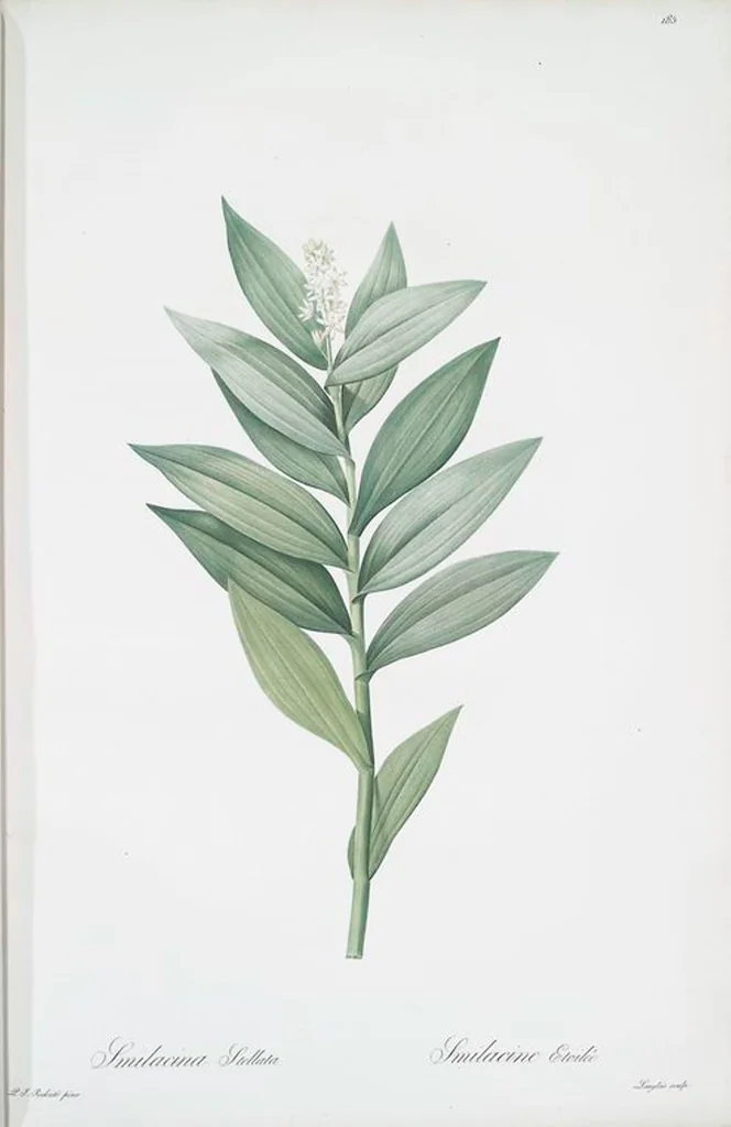 An illustration from Les liliacées, 1805, leaf 190