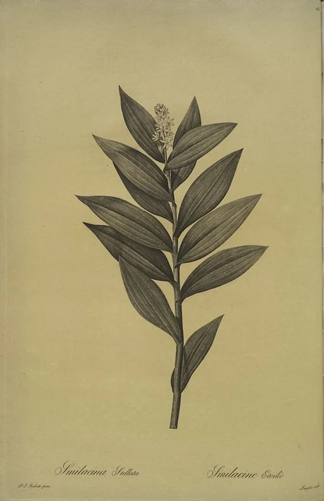 An illustration from Les liliacées, 1805, leaf 190