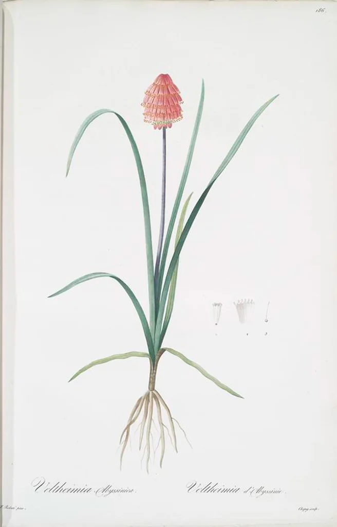 An illustration from Les liliacées, 1805, leaf 191