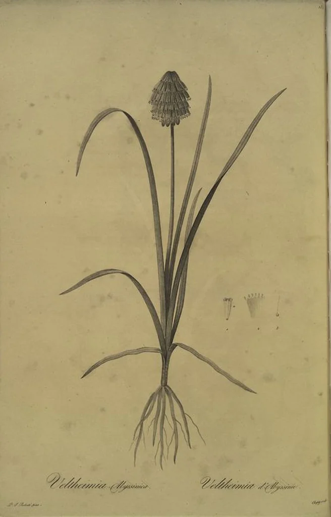 An illustration from Les liliacées, 1805, leaf 191