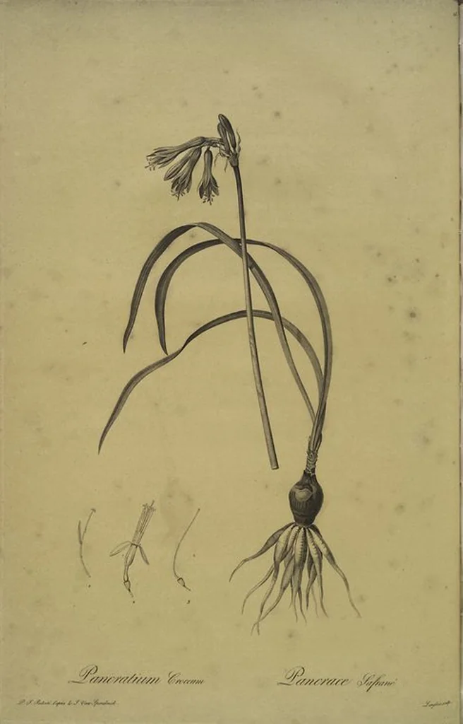An illustration from Les liliacées, 1805, leaf 192