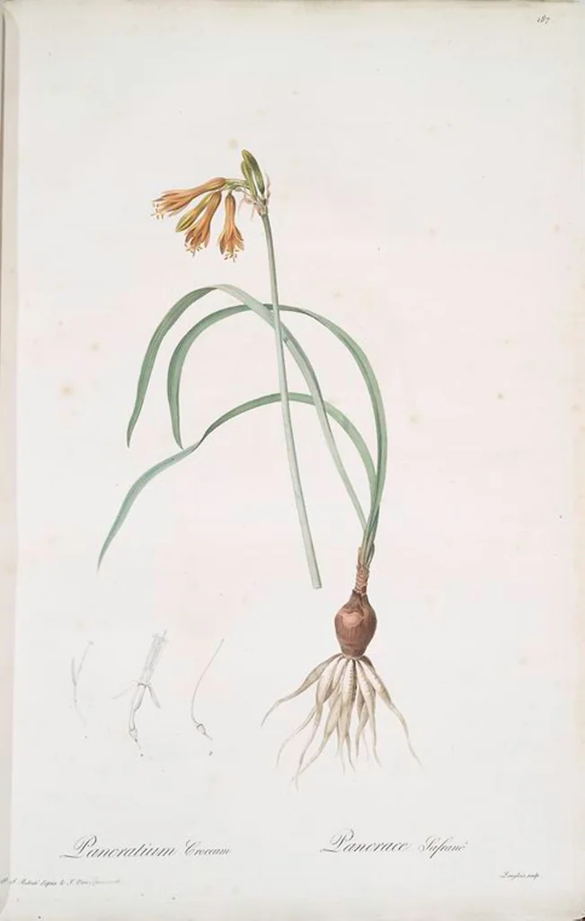 An illustration from Les liliacées, 1805, leaf 192