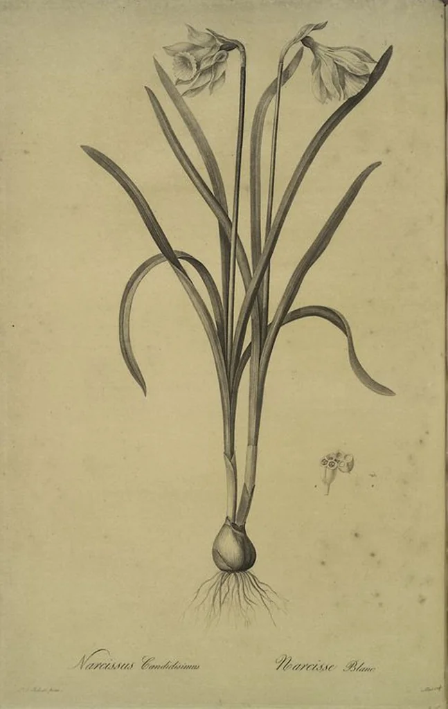 An illustration from Les liliacées, 1805, leaf 193