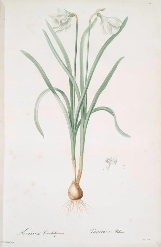 An illustration from Les liliacées, 1805, leaf 193
