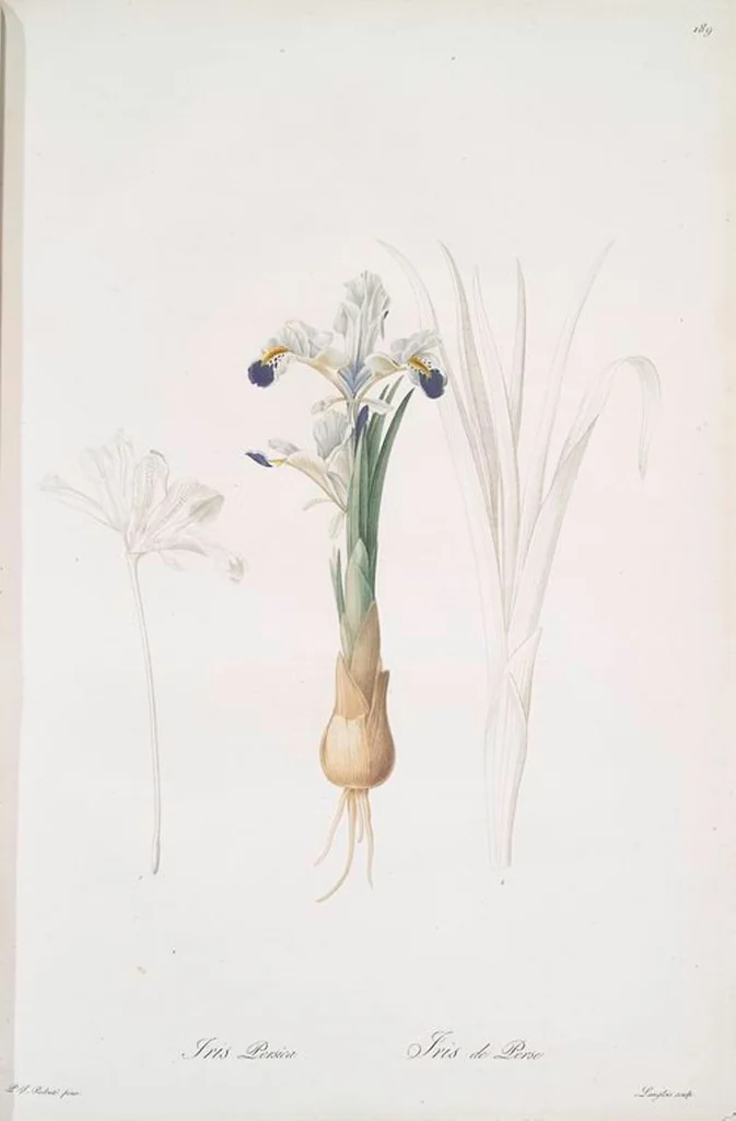 An illustration from Les liliacées, 1805, leaf 194