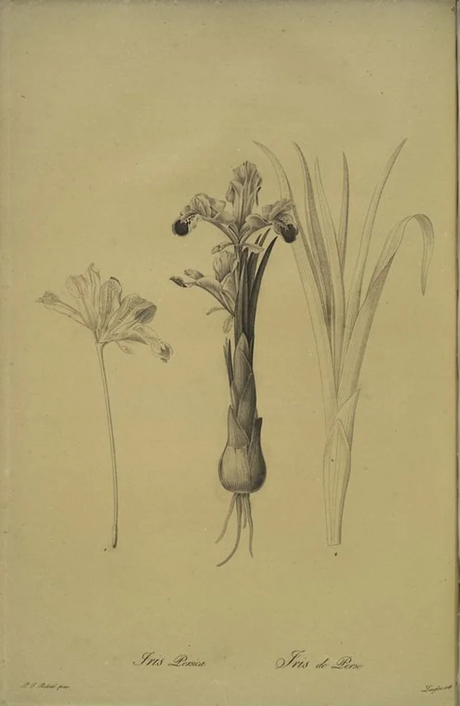 An illustration from Les liliacées, 1805, leaf 194