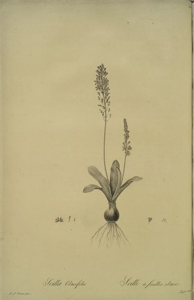 An illustration from Les liliacées, 1805, leaf 195