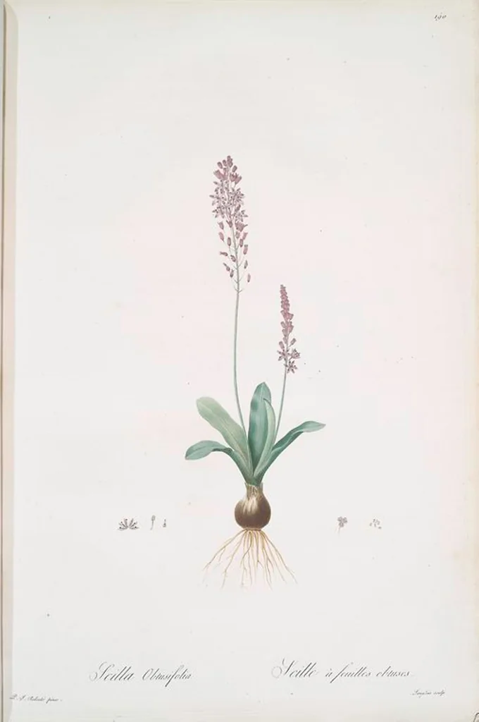 An illustration from Les liliacées, 1805, leaf 195