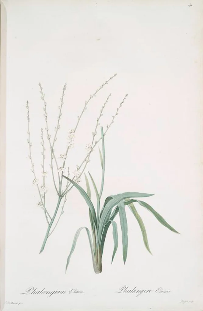 An illustration from Les liliacées, 1805, leaf 196