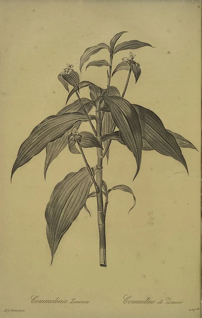 An illustration from Les liliacées, 1805, leaf 197