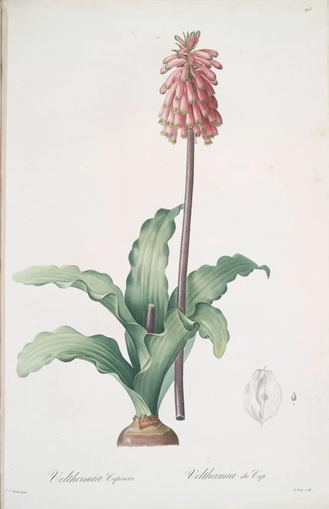 An illustration from Les liliacées, 1805, leaf 198
