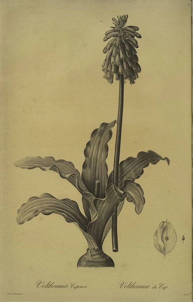 An illustration from Les liliacées, 1805, leaf 198