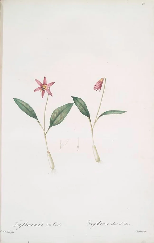 An illustration from Les liliacées, 1805, leaf 199