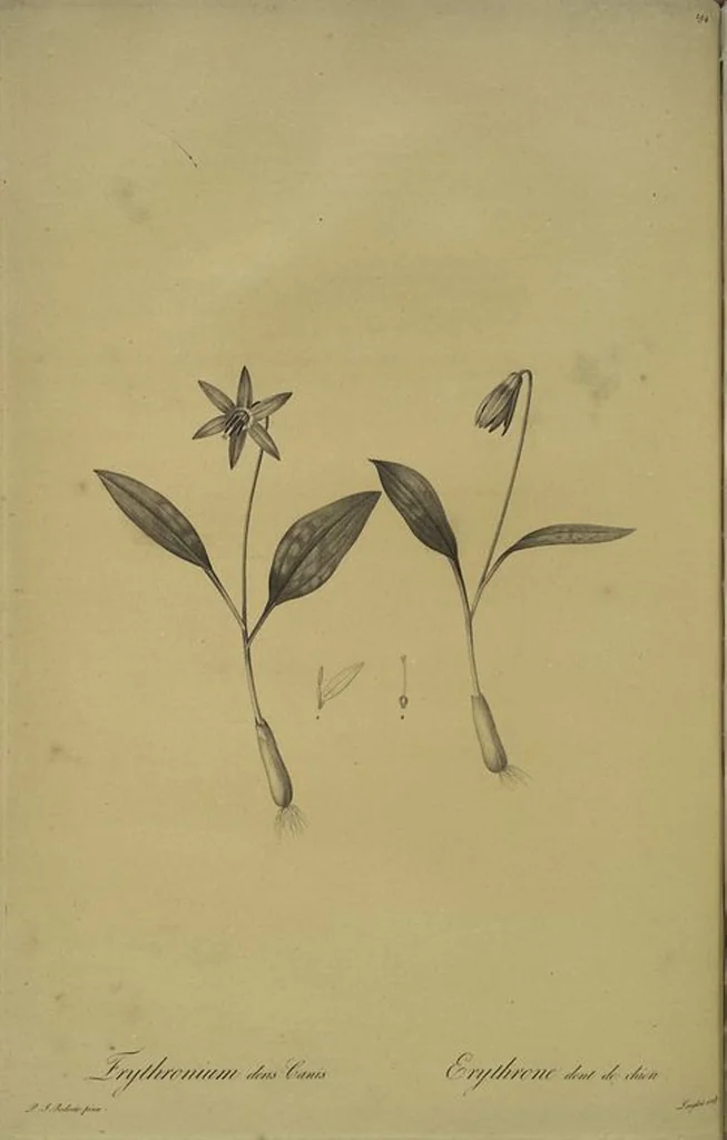 An illustration from Les liliacées, 1805, leaf 199