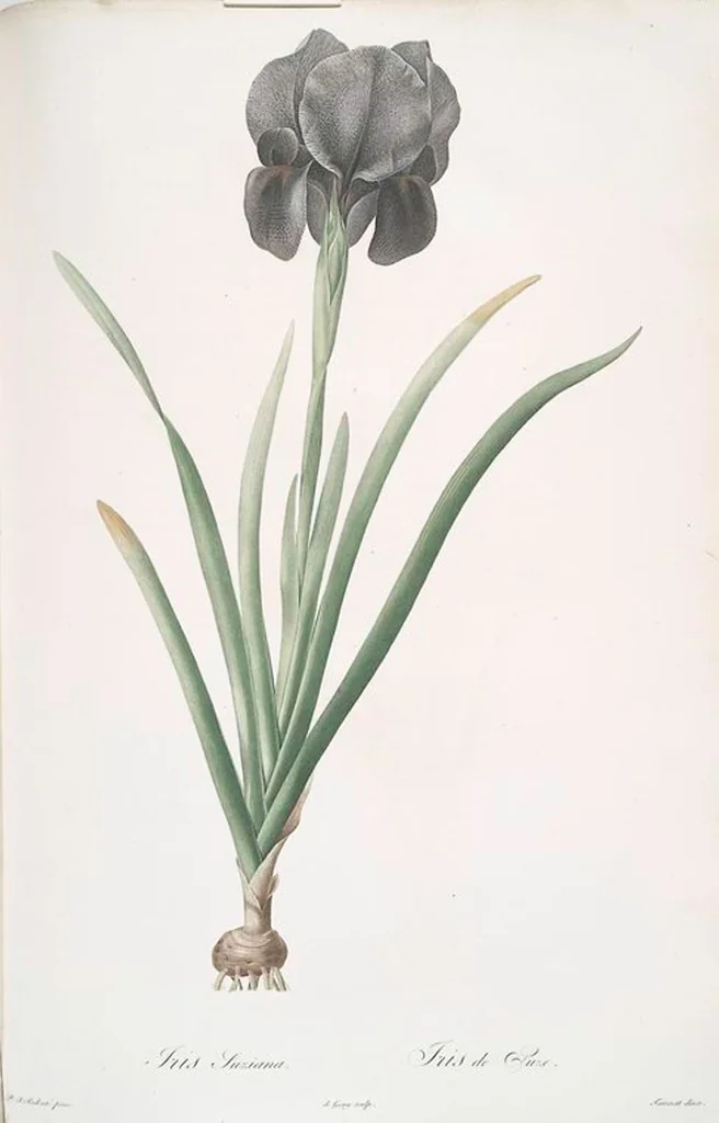 An illustration from Les liliacées, 1805, leaf 20