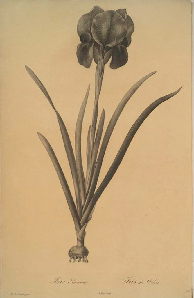 An illustration from Les liliacées, 1805, leaf 20