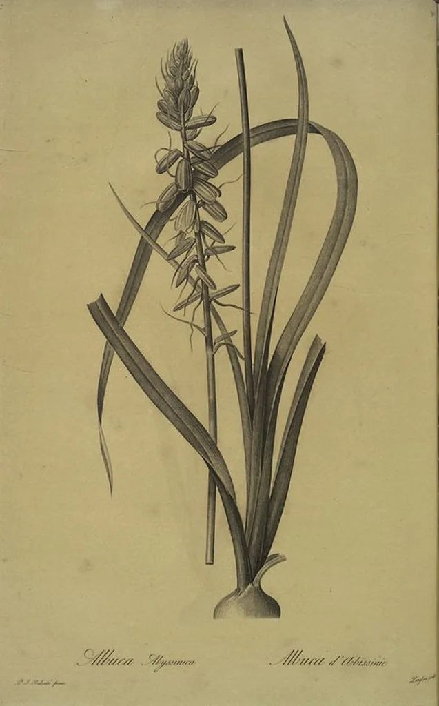 An illustration from Les liliacées, 1805, leaf 200