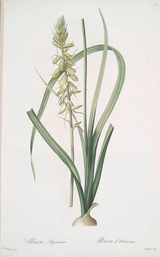 An illustration from Les liliacées, 1805, leaf 200