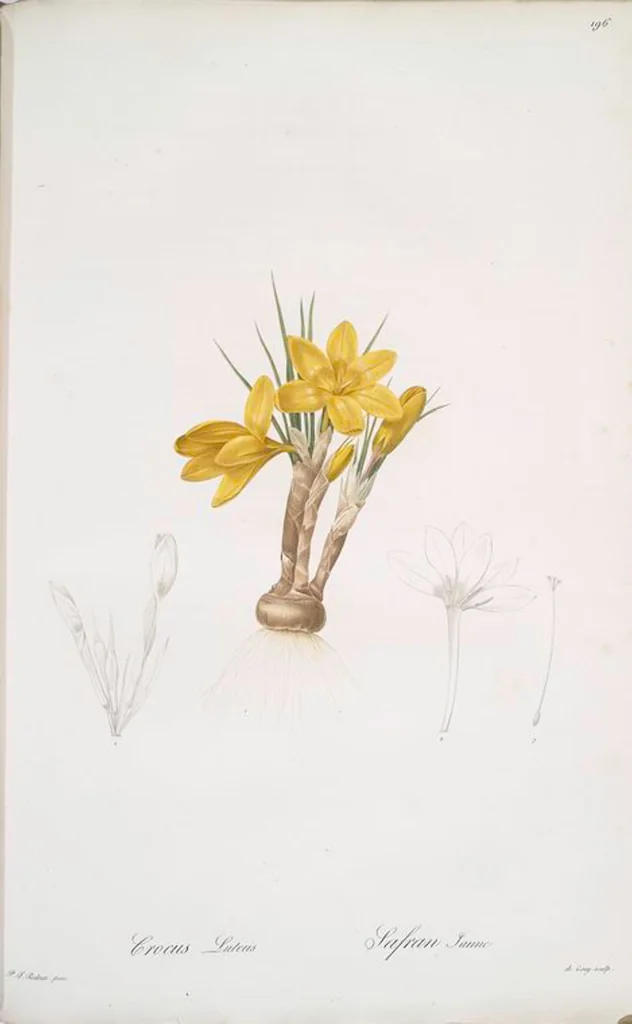 An illustration from Les liliacées, 1805, leaf 201