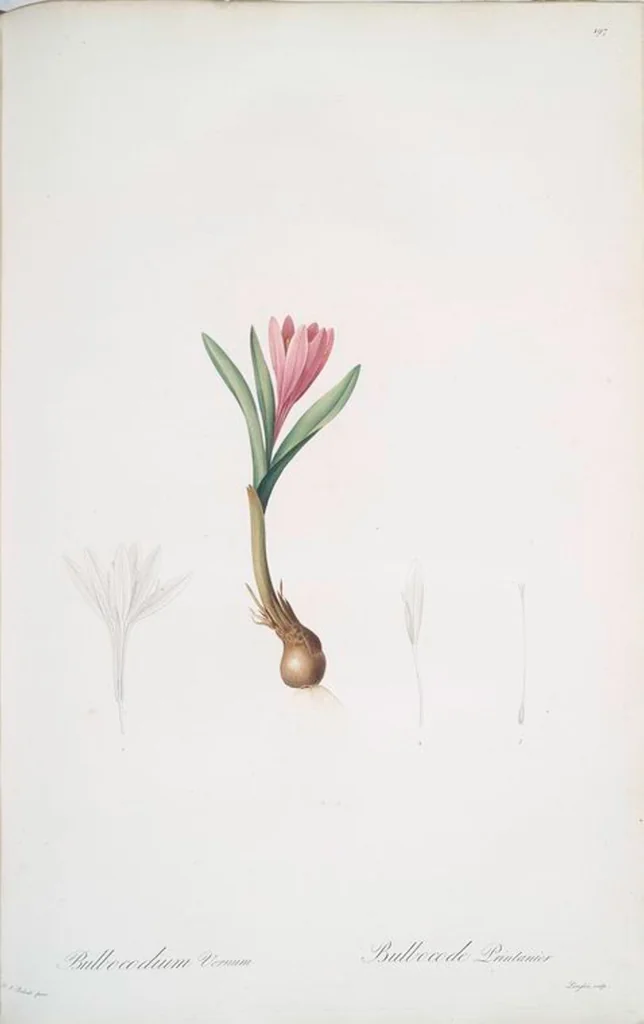 An illustration from Les liliacées, 1805, leaf 202