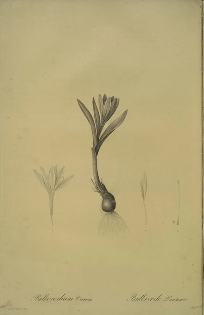 An illustration from Les liliacées, 1805, leaf 202