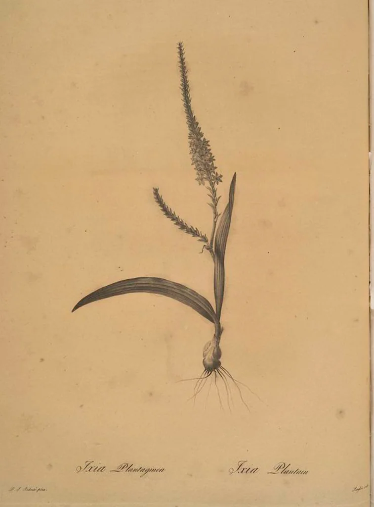 An illustration from Les liliacées, 1805, leaf 203