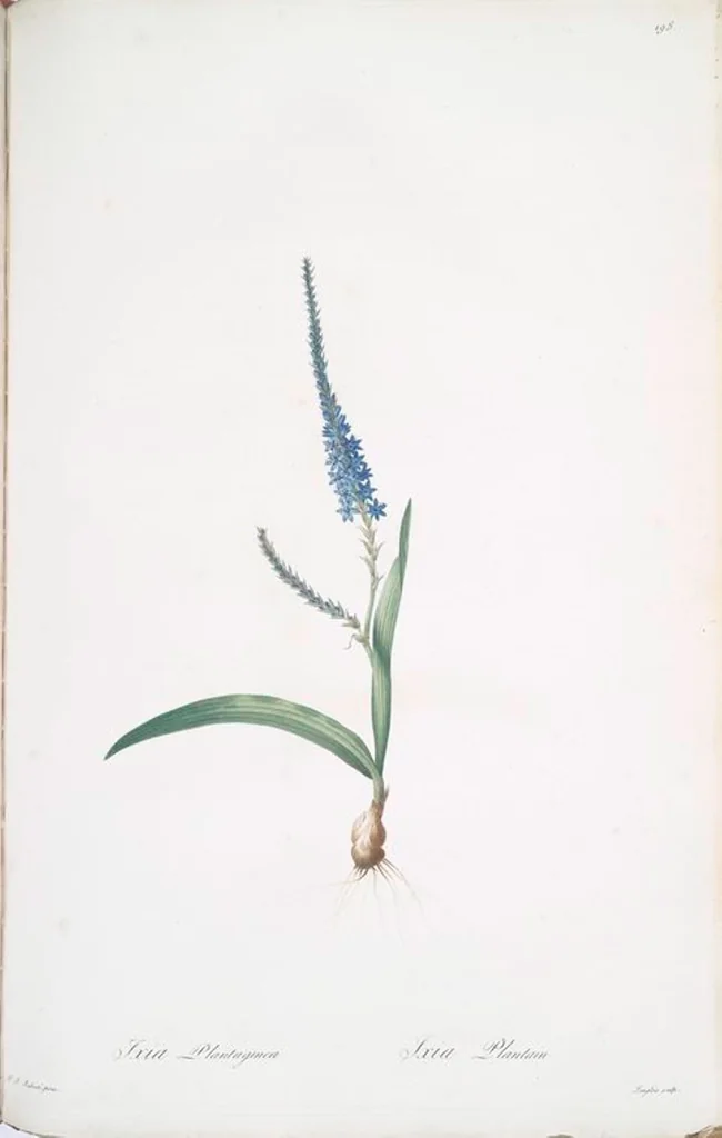 An illustration from Les liliacées, 1805, leaf 203