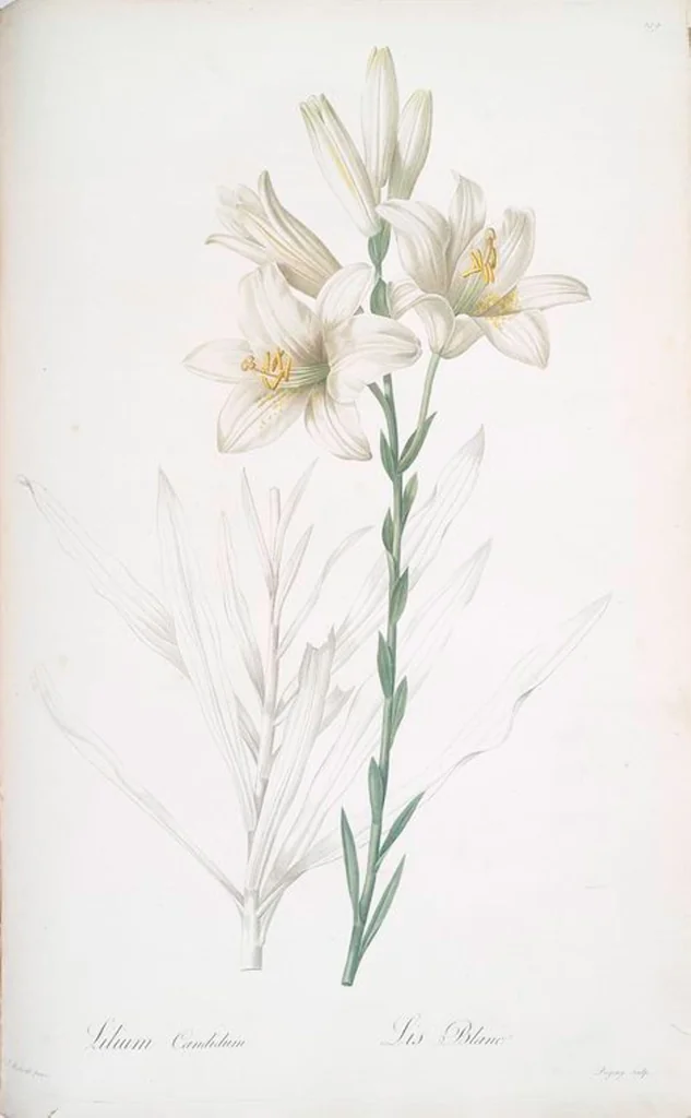 An illustration from Les liliacées, 1805, leaf 204