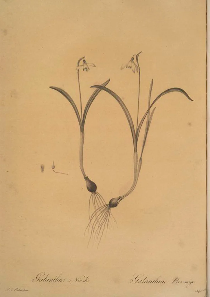 An illustration from Les liliacées, 1805, leaf 205