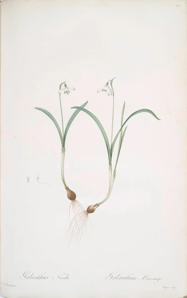 An illustration from Les liliacées, 1805, leaf 205