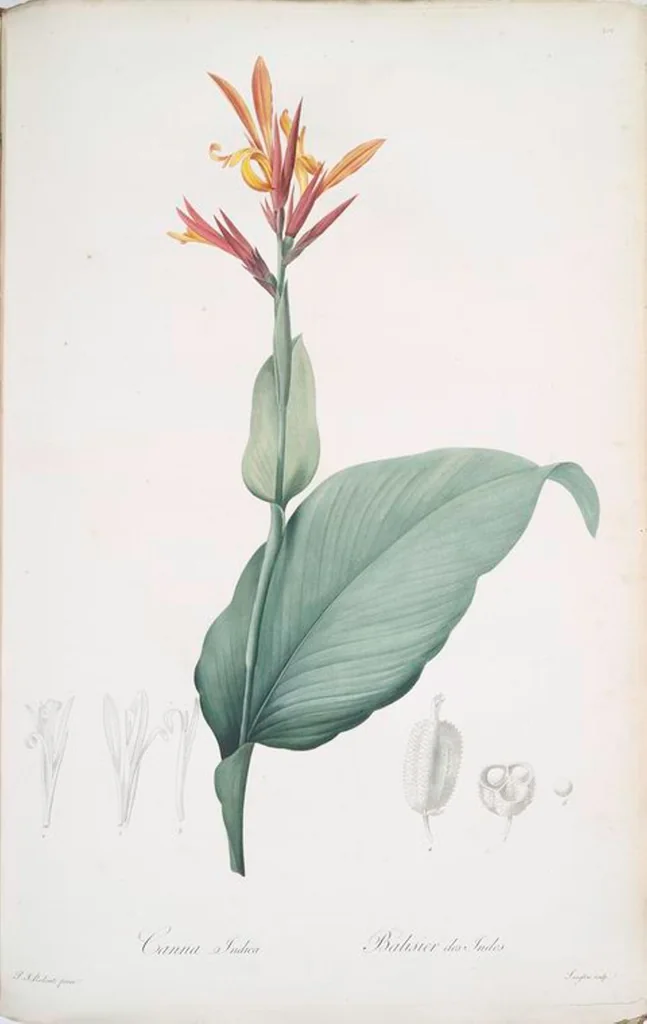 An illustration from Les liliacées, 1805, leaf 206