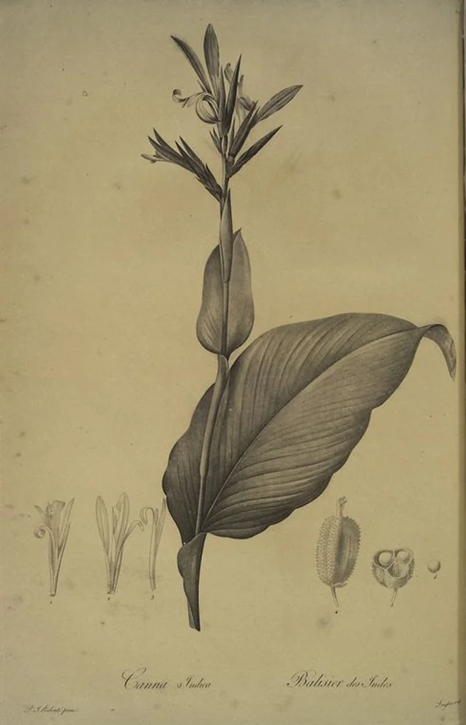 An illustration from Les liliacées, 1805, leaf 206