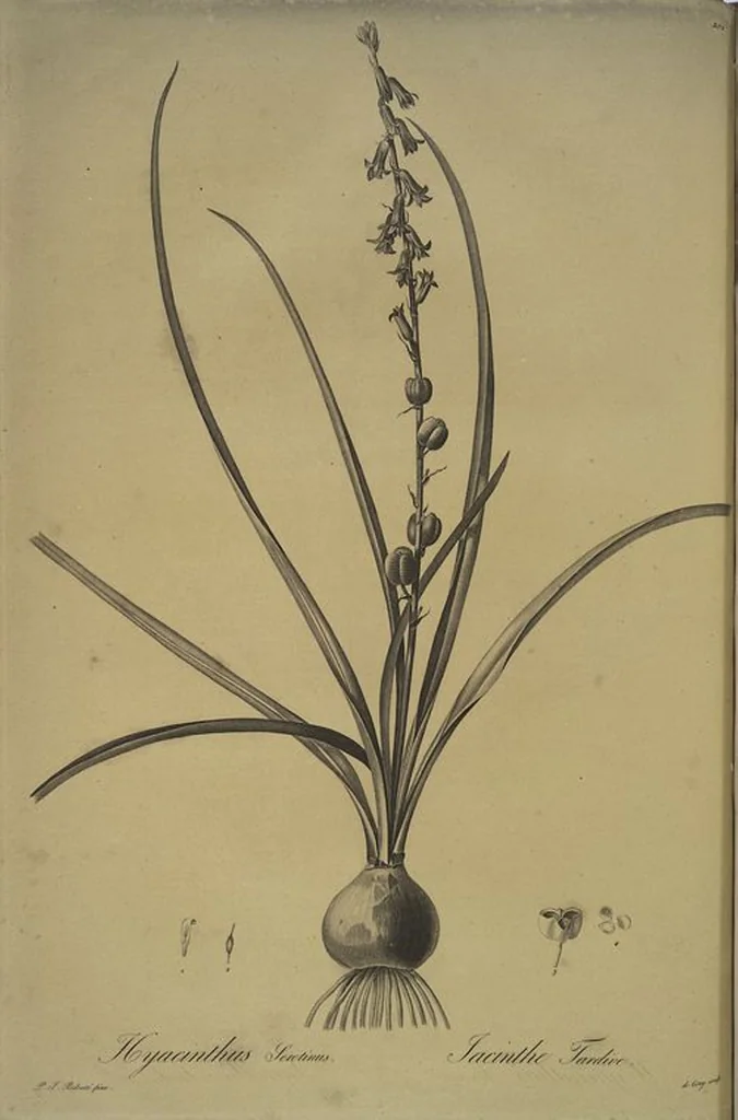 An illustration from Les liliacées, 1805, leaf 207