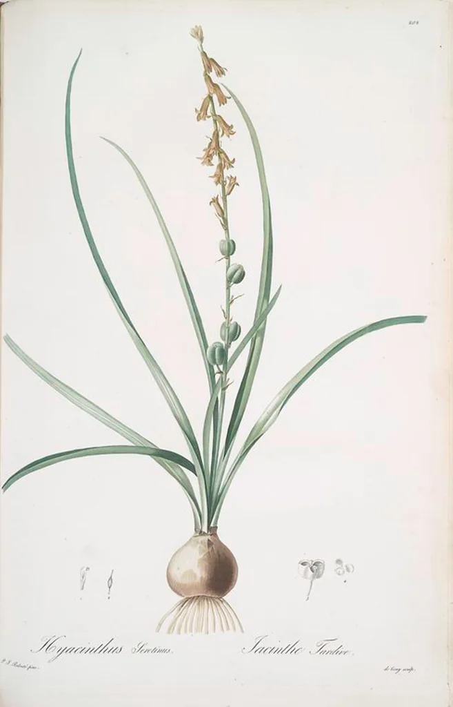 An illustration from Les liliacées, 1805, leaf 207