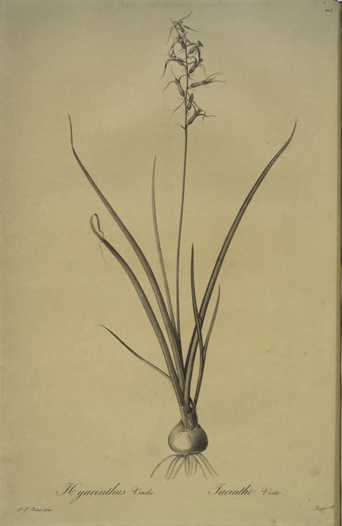 An illustration from Les liliacées, 1805, leaf 208