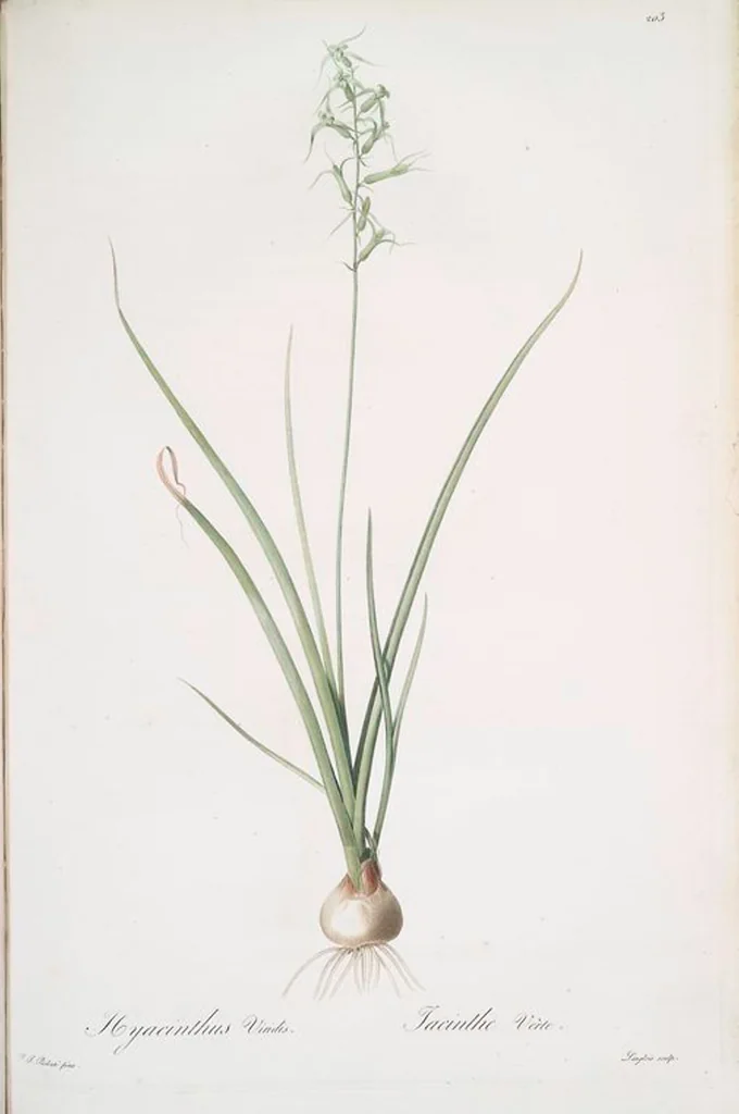 An illustration from Les liliacées, 1805, leaf 208