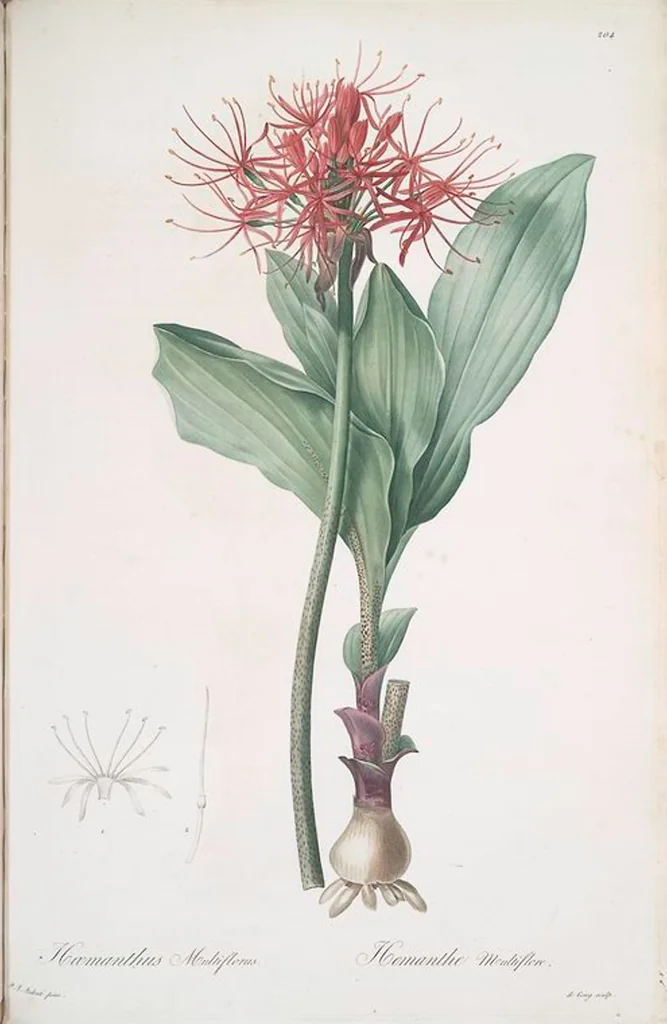 An illustration from Les liliacées, 1805, leaf 209