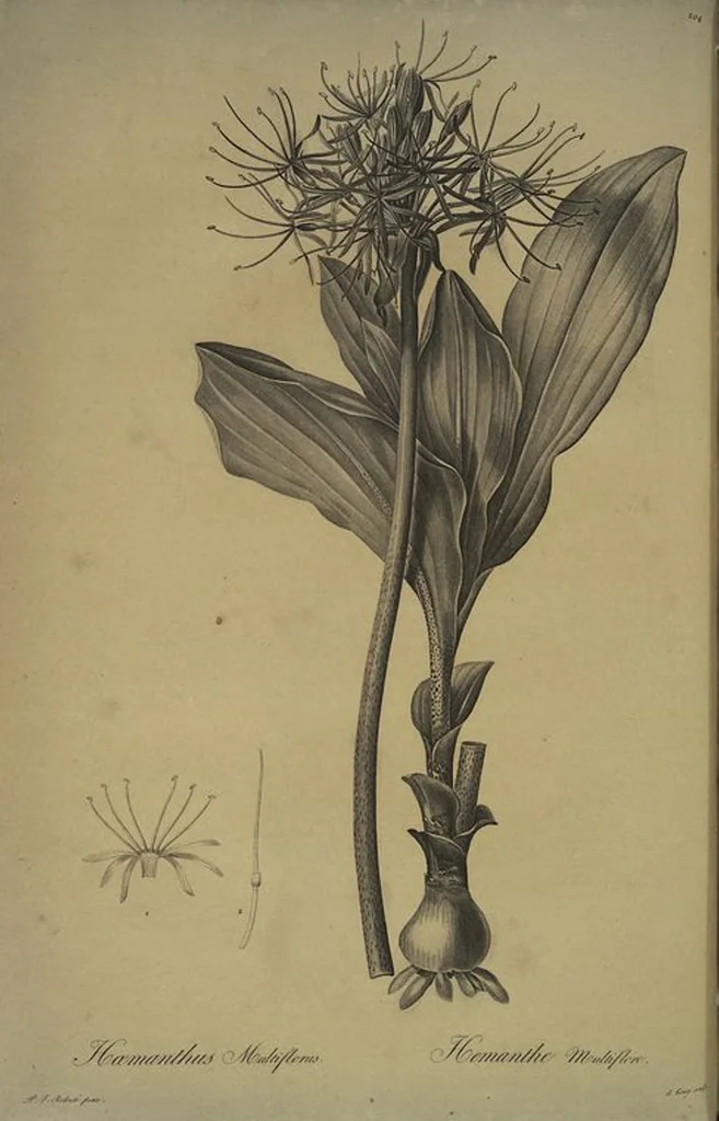 An illustration from Les liliacées, 1805, leaf 209