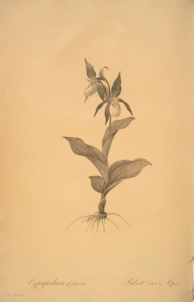An illustration from Les liliacées, 1805, leaf 21