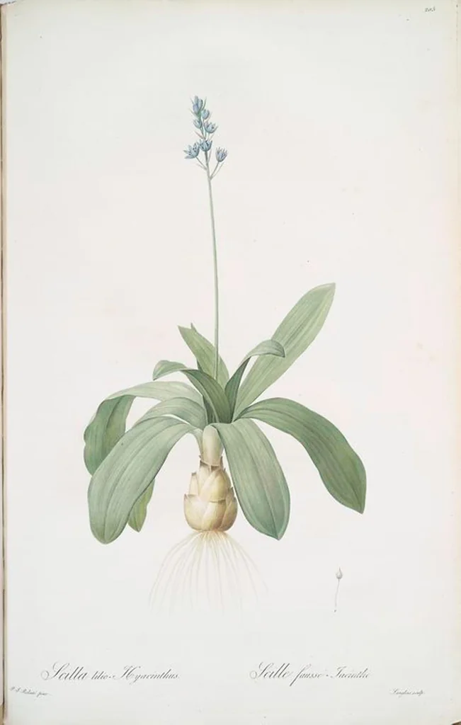 An illustration from Les liliacées, 1805, leaf 210