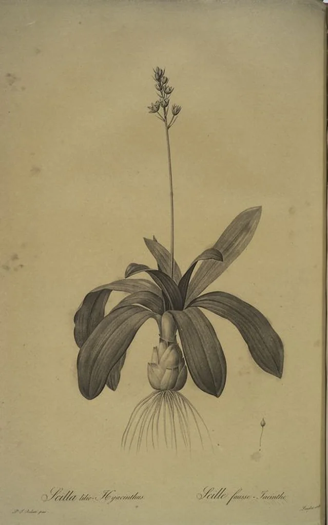 An illustration from Les liliacées, 1805, leaf 210