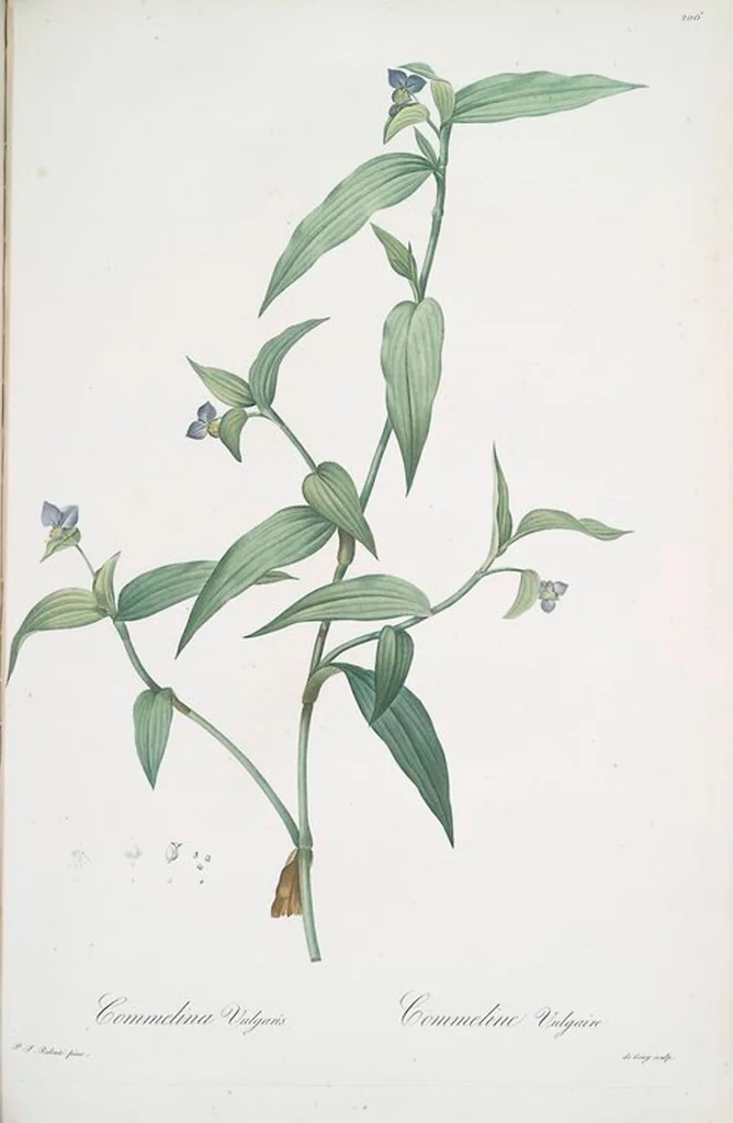 An illustration from Les liliacées, 1805, leaf 211