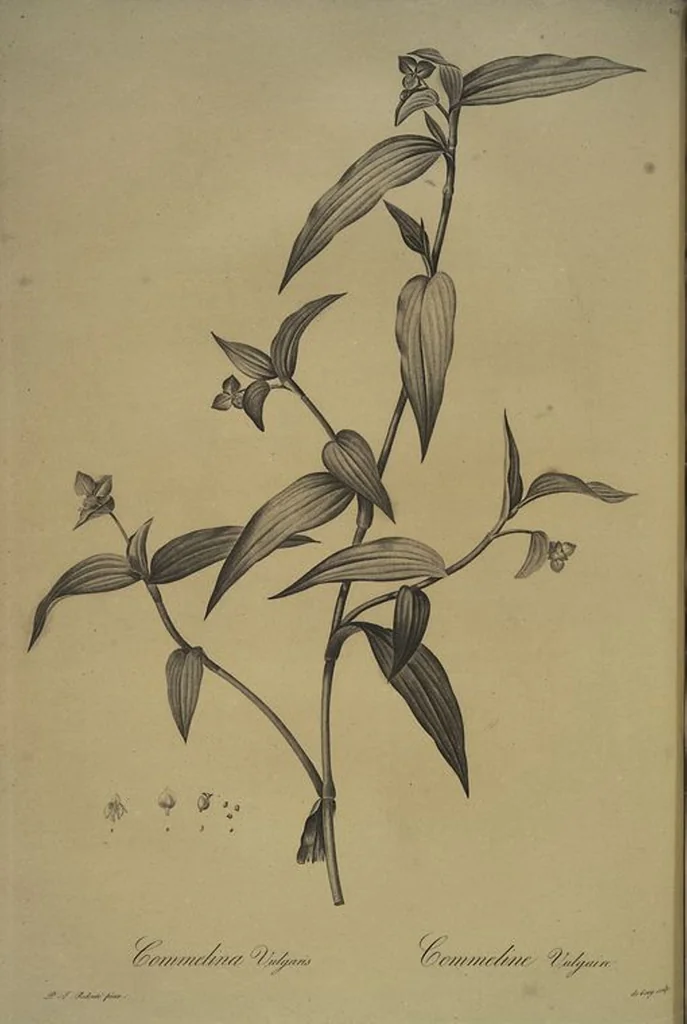 An illustration from Les liliacées, 1805, leaf 211