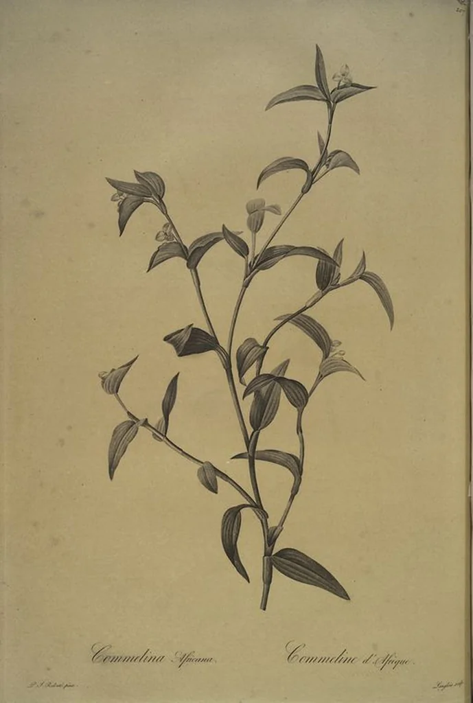 An illustration from Les liliacées, 1805, leaf 212