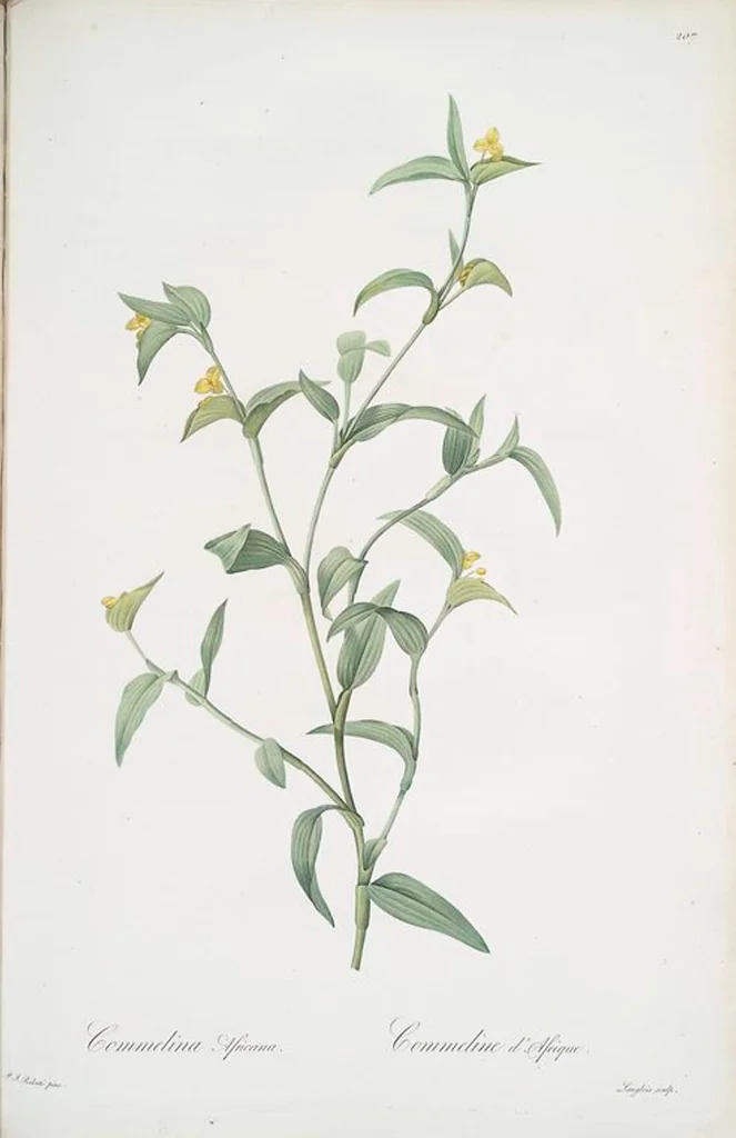 An illustration from Les liliacées, 1805, leaf 212