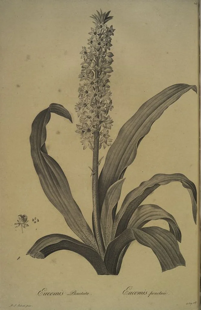 An illustration from Les liliacées, 1805, leaf 213