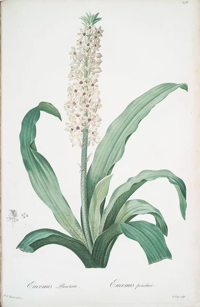 An illustration from Les liliacées, 1805, leaf 213