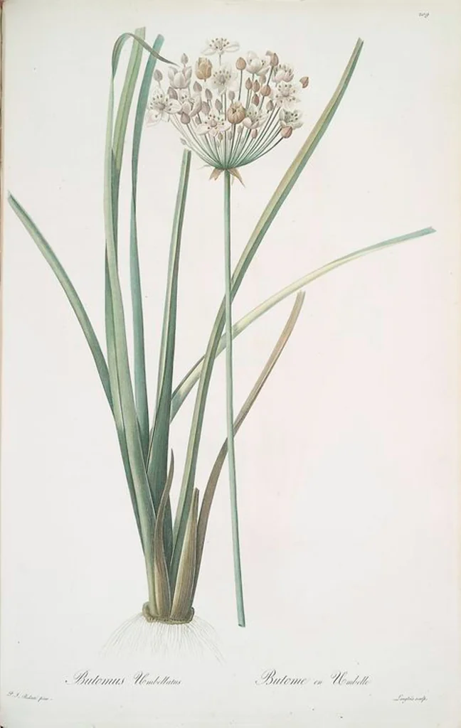 An illustration from Les liliacées, 1805, leaf 214