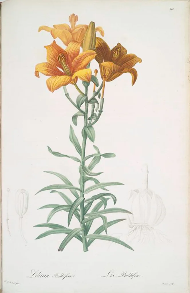 An illustration from Les liliacées, 1805, leaf 215