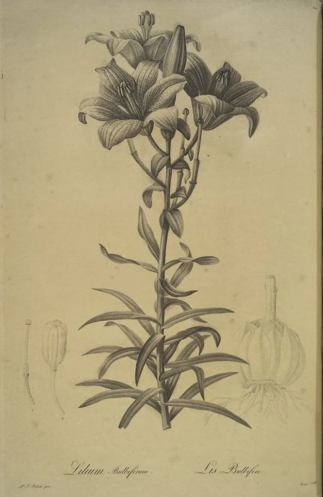 An illustration from Les liliacées, 1805, leaf 215